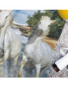 copy of COUPLE DE CHEVAUX